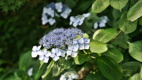 Close-up of purple hydrangea on plant