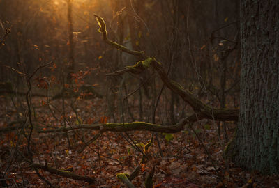 Bare trees on field in forest