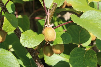 Close-up of leaves on tree