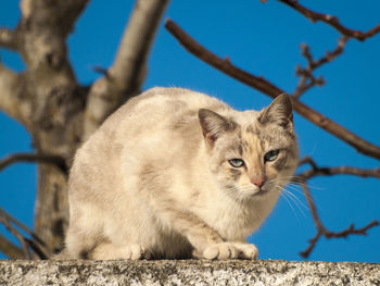 Close-up of cat against clear blue sky