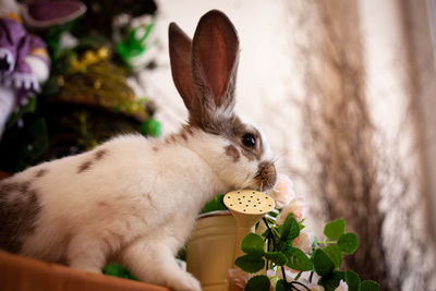 Close-up of rabbit