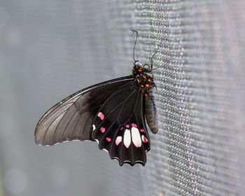Close-up of butterfly pollinating flower