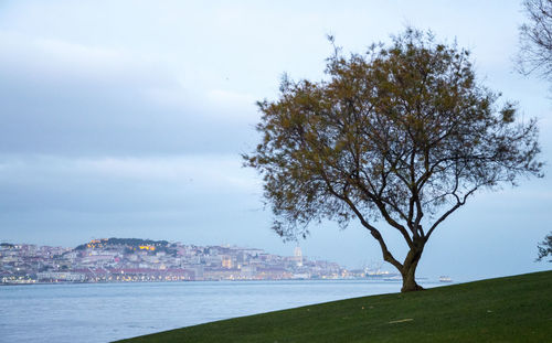 Tree by sea against sky in city