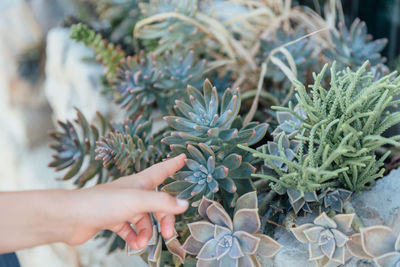 Midsection of person holding plant