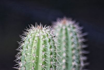 Close-up of cactus plant