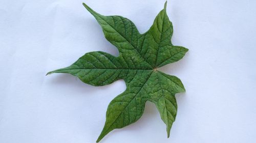 High angle view of green leaves on white background