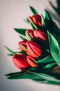 Close-up of red rose on table