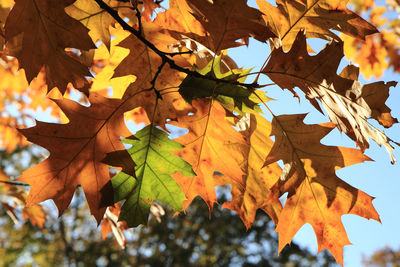 Low angle view of maple leaves on tree