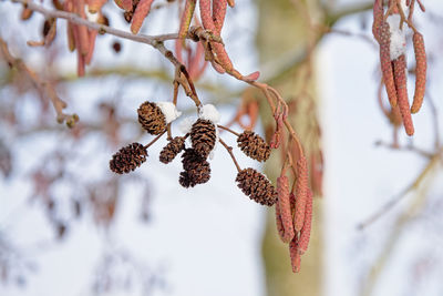 Close-up of dried plant on tree during winter