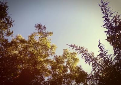 Low angle view of trees against sky