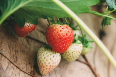 Close-up of strawberries on plant