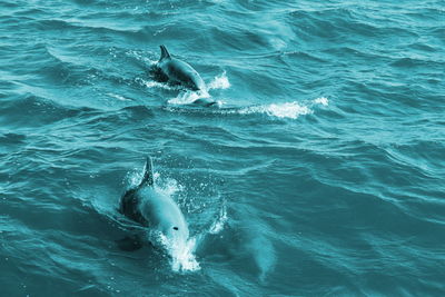 High angle view of fish in sea