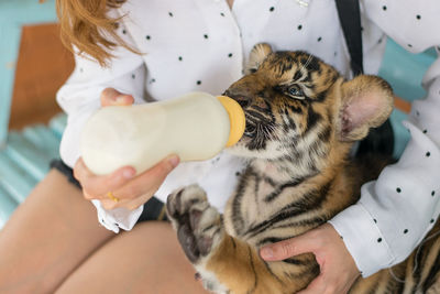 Midsection of woman holding cat