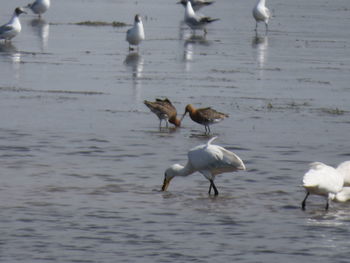 Birds in water