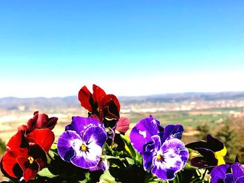 Close-up of purple flowering plants against blue sky