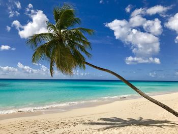 Scenic view of sea against blue sky with classic hanging palm tree in barbados