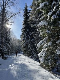 Snow covered trees