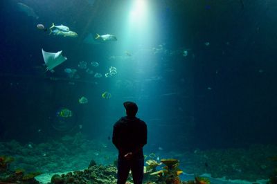 Silhouette of fish swimming in aquarium