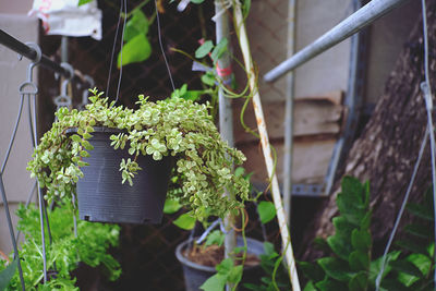 Close-up of potted plants in yard