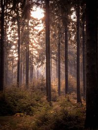 Pine trees in forest during autumn