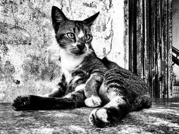 Cat sitting on carpet