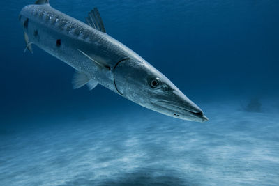 Barracuda fish swimming underwater 