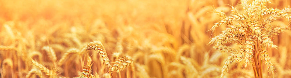 Close-up of wheat growing on field