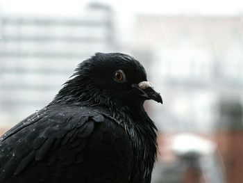 Close-up of owl perching outdoors