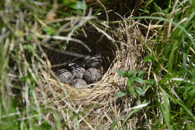 High angle view of bird on grass