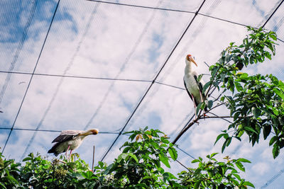 Low angle view of bird perching on a tree