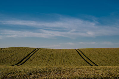 Tramlines in cornfields near skanderborg