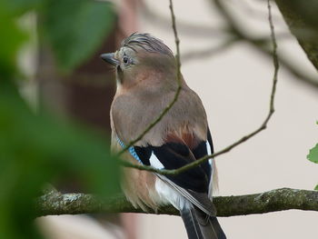 Jay in a tree