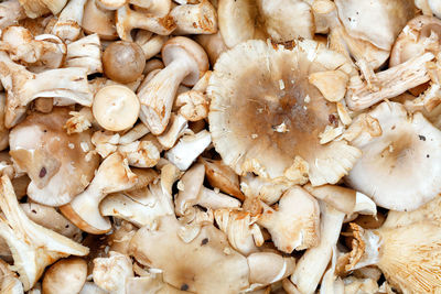 Full frame shot of mushrooms