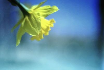 Close-up of yellow flowers