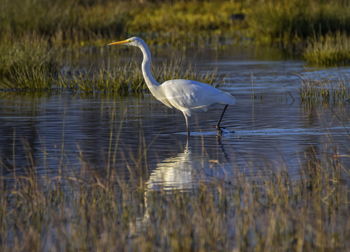 Great, common or large egret, ardea alba, walking in a pond searching for food