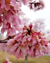 Low angle view of pink flowers blooming on tree