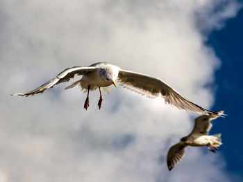 Low angle view of birds flying over white background