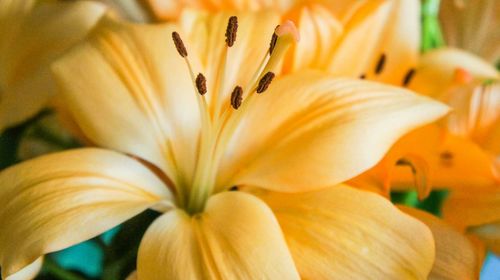 Close-up of yellow flower