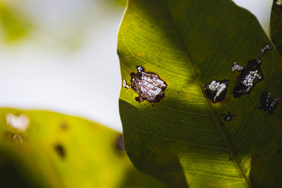 Close-up of butterfly on leaves