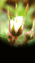 Close-up of flower buds