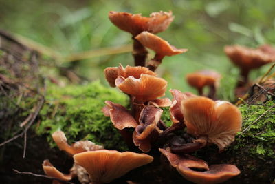 Close-up of mushroom growing on field