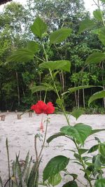 Close-up of red rose against trees and plants