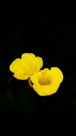 Close-up of yellow flower against black background
