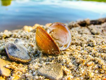 Close-up of shell on beach