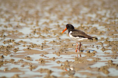 Bird perching on a beach