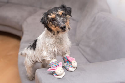 Portrait of dog looking at camera