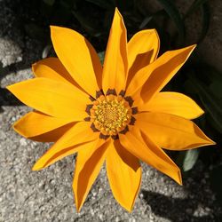 Close-up of yellow flower