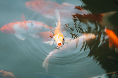 High angle view of koi carps swimming in pond