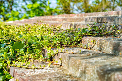 Close-up of plants