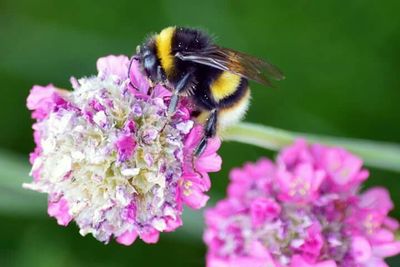 Close-up of bee pollinating on pink flower